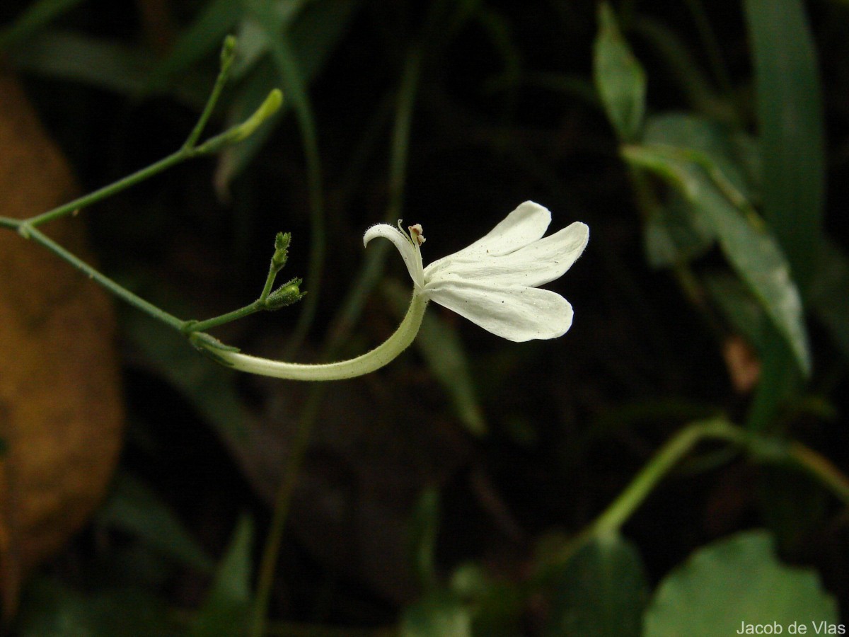 Rhinacanthus flavovirens Amaras. & Wijes.